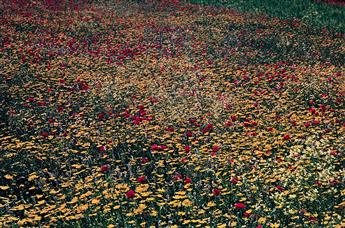 ERNST HAAS (1921-1986) Portfolio entitled The Creation. 1962-81; printed 1981.